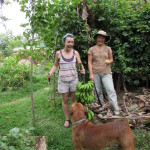 Devon's first, and proud, banana harvest