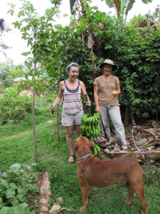 Devon's first, and proud, banana harvest